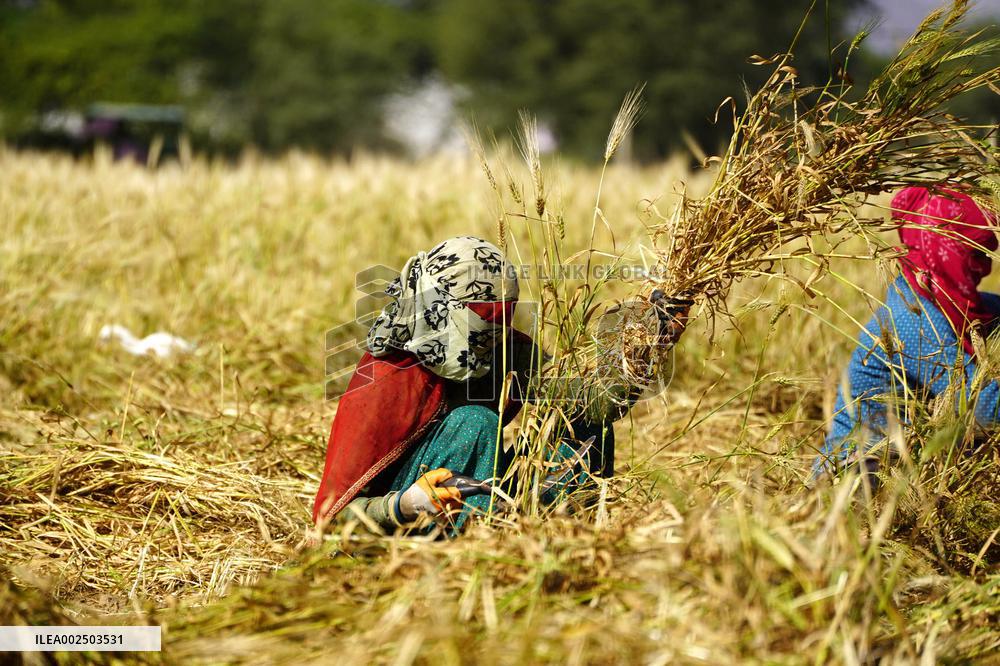 Barley Harvest - India