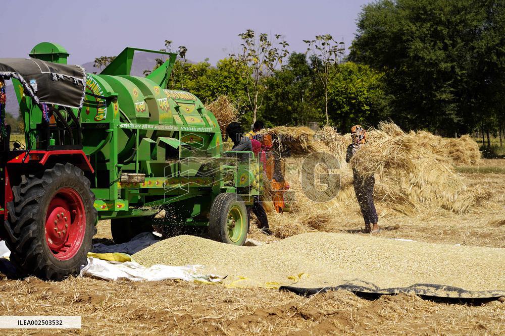 Barley Harvest - India