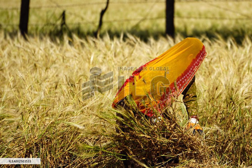 Barley Harvest - India