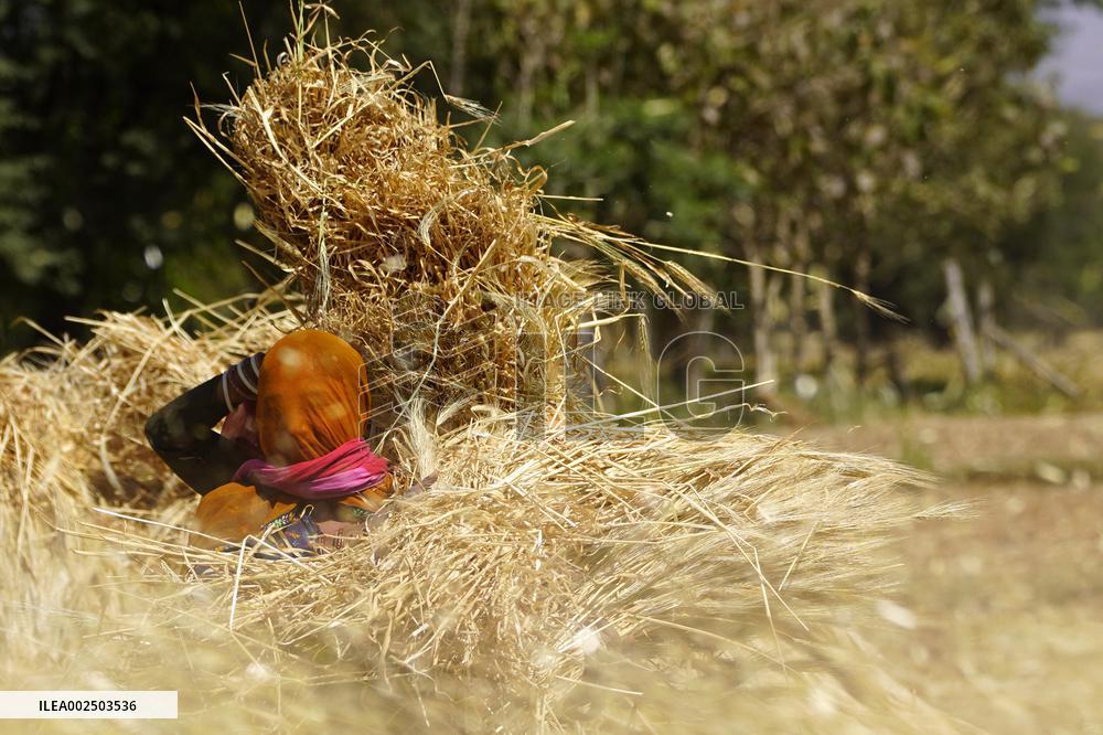 Barley Harvest - India