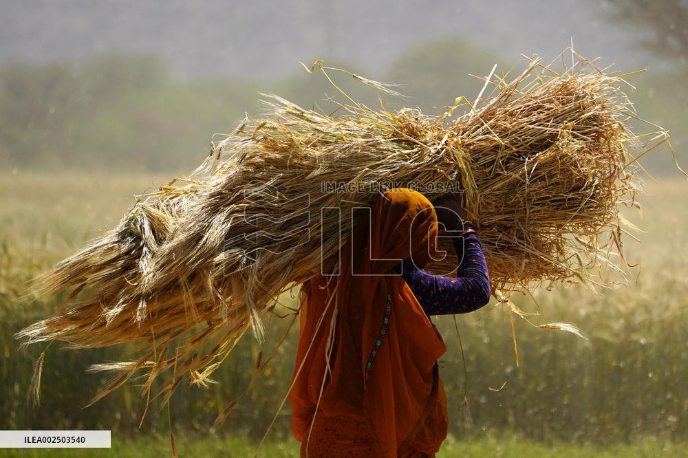 Barley Harvest - India