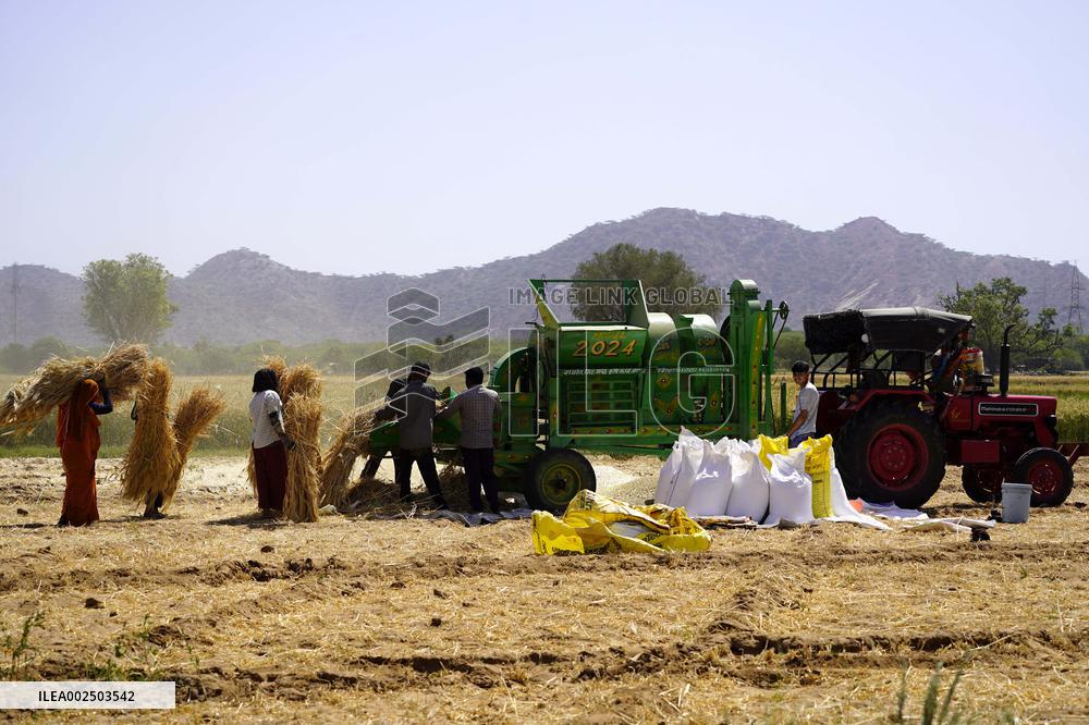 Barley Harvest - India