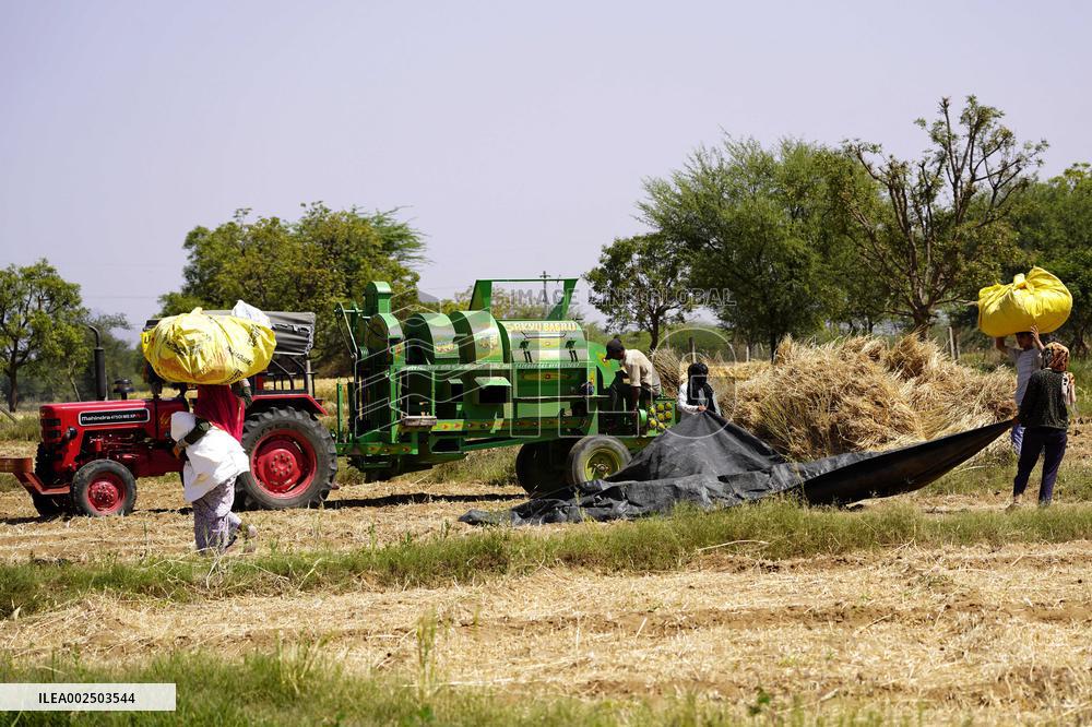 Barley Harvest - India