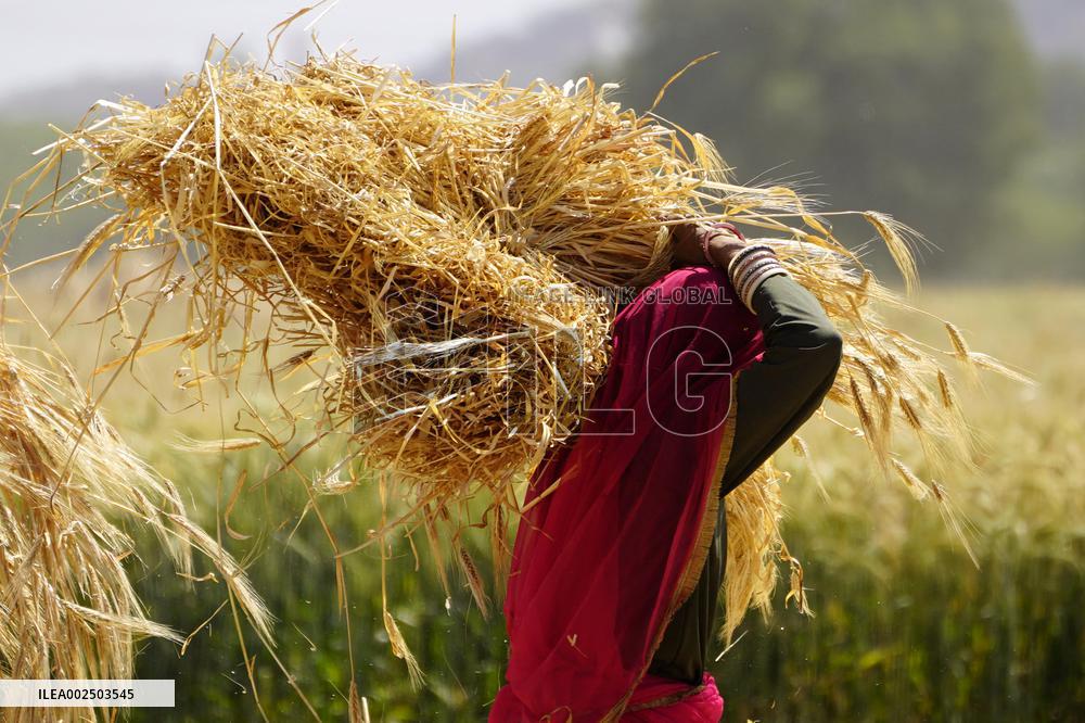 Barley Harvest - India