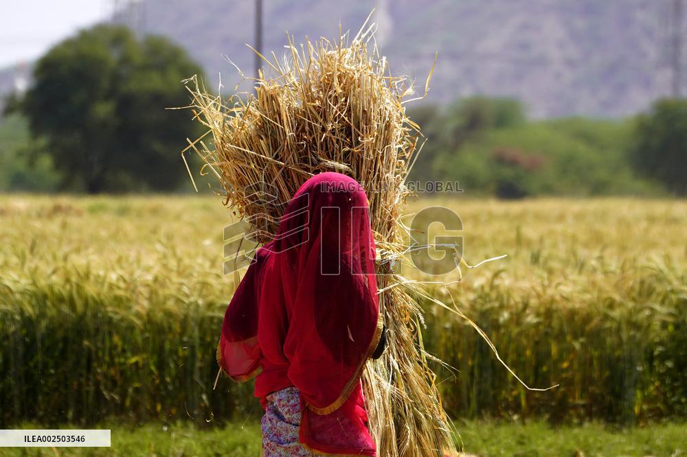 Barley Harvest - India