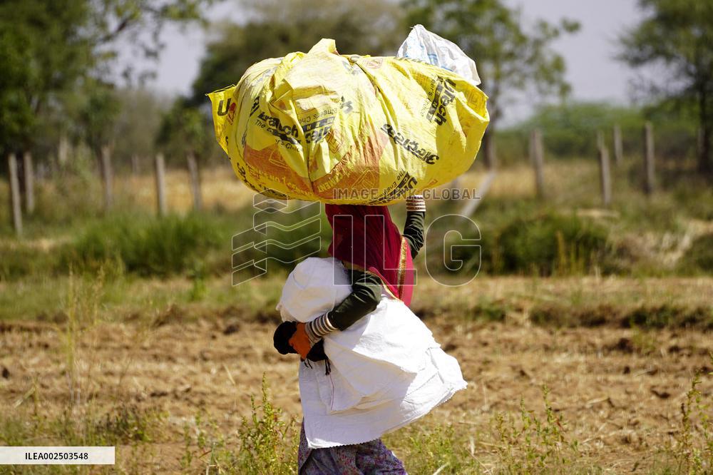 Barley Harvest - India