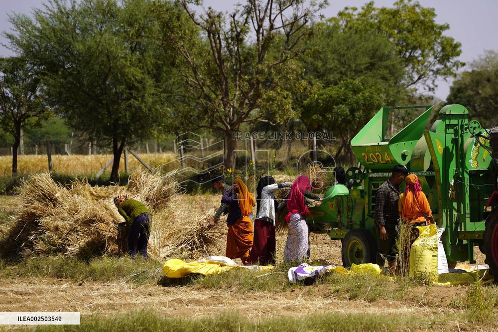 Barley Harvest - India