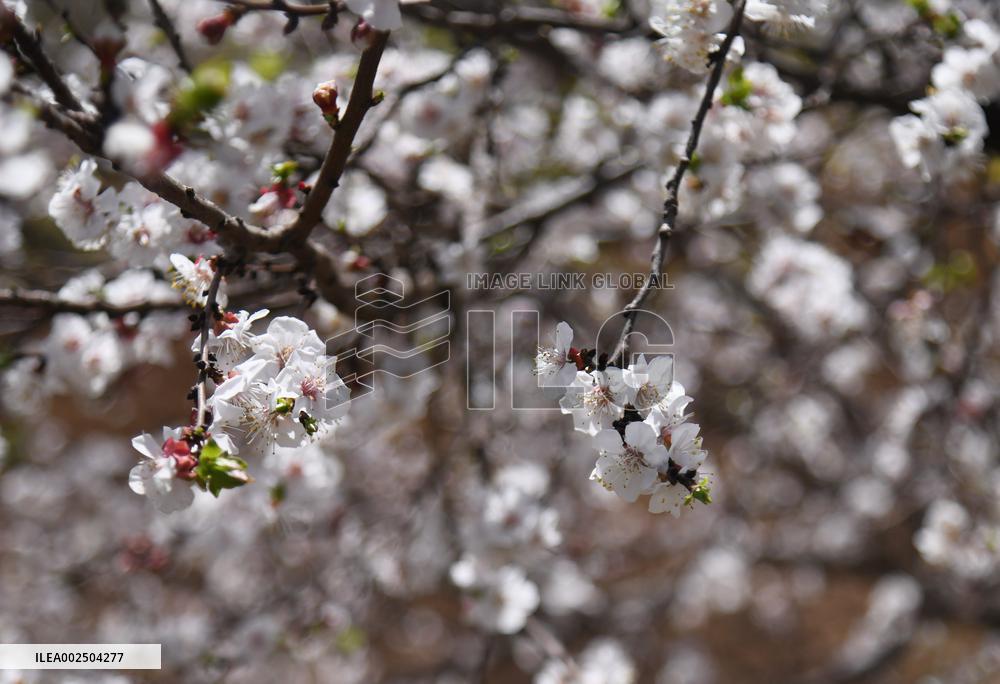 SYRIA-DAMASCUS-SPRING-BLOSSOMS