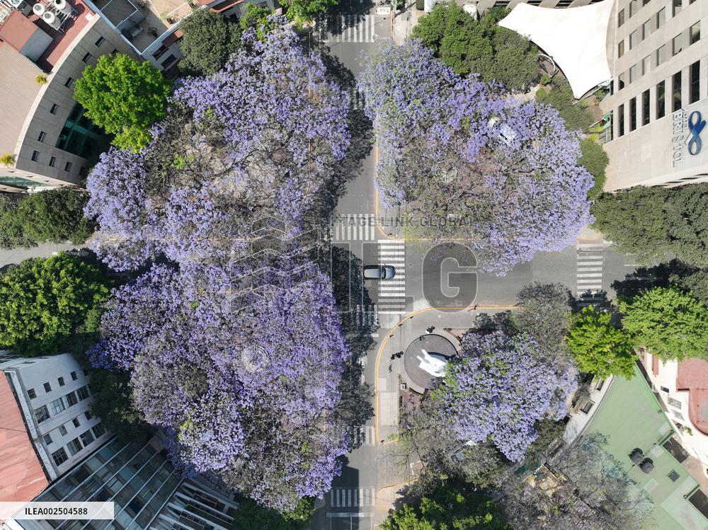 MEXICO-MEXICO CITY-JACARANDA