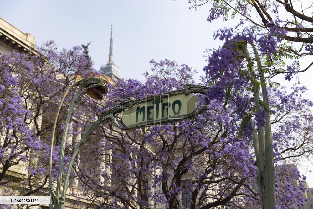 MEXICO-MEXICO CITY-JACARANDA