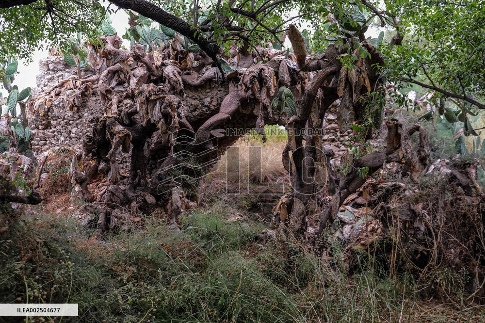 Palestinian Deserted Homes