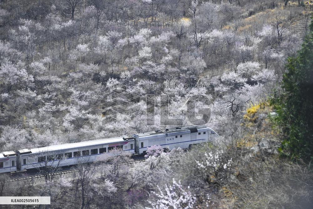 CHINA-BEIJING-SPRING-BLOOMING FLOWERS-TRAIN (CN)