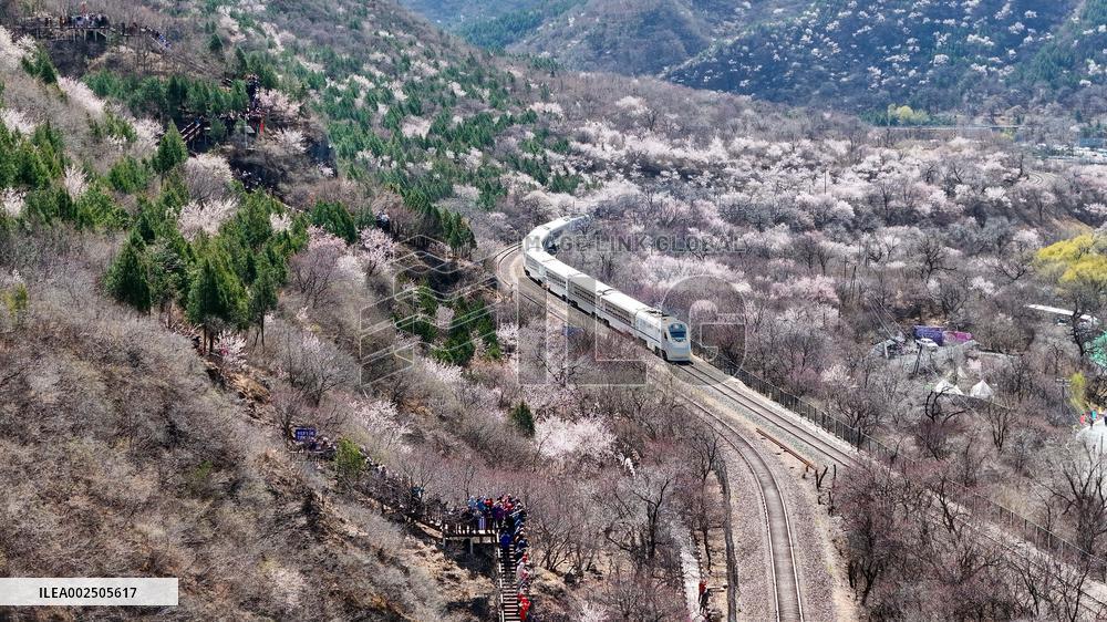 CHINA-BEIJING-SPRING-BLOOMING FLOWERS-TRAIN (CN)