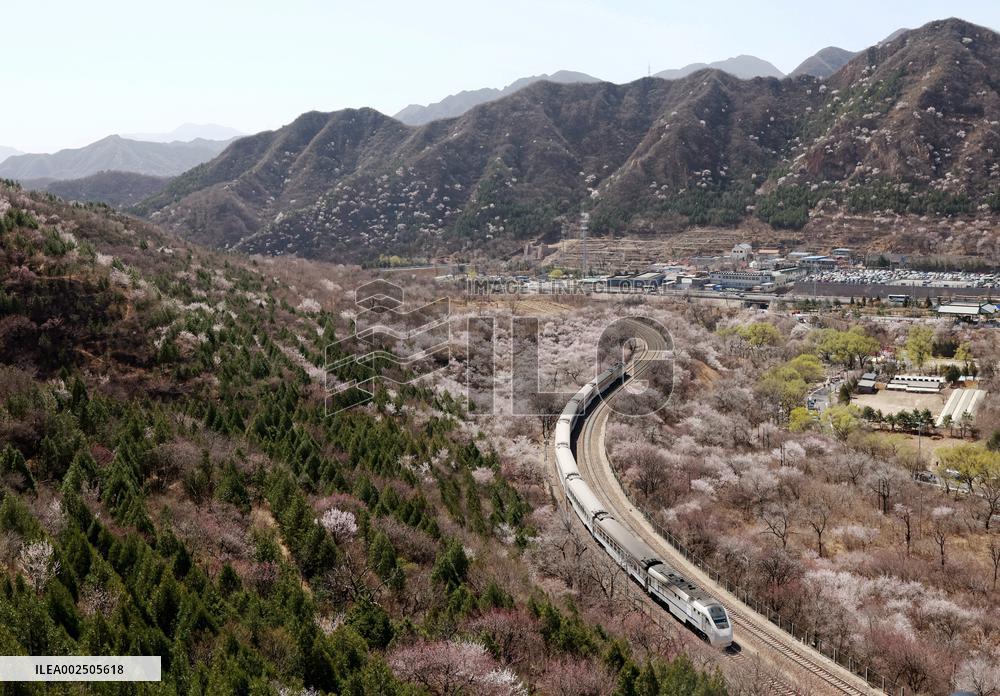 CHINA-BEIJING-SPRING-BLOOMING FLOWERS-TRAIN (CN)