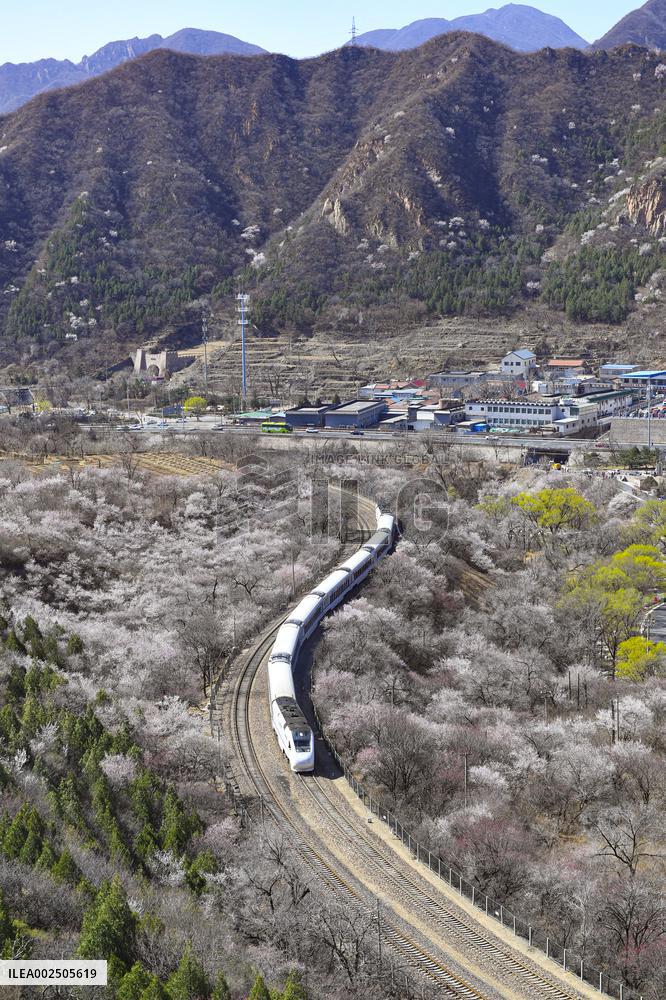 CHINA-BEIJING-SPRING-BLOOMING FLOWERS-TRAIN (CN)