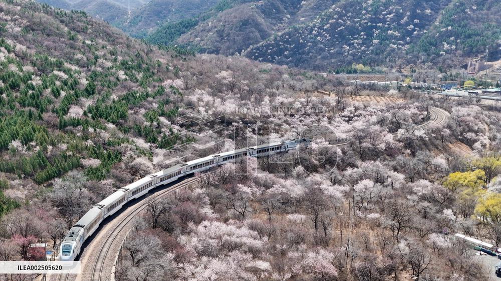 CHINA-BEIJING-SPRING-BLOOMING FLOWERS-TRAIN (CN)