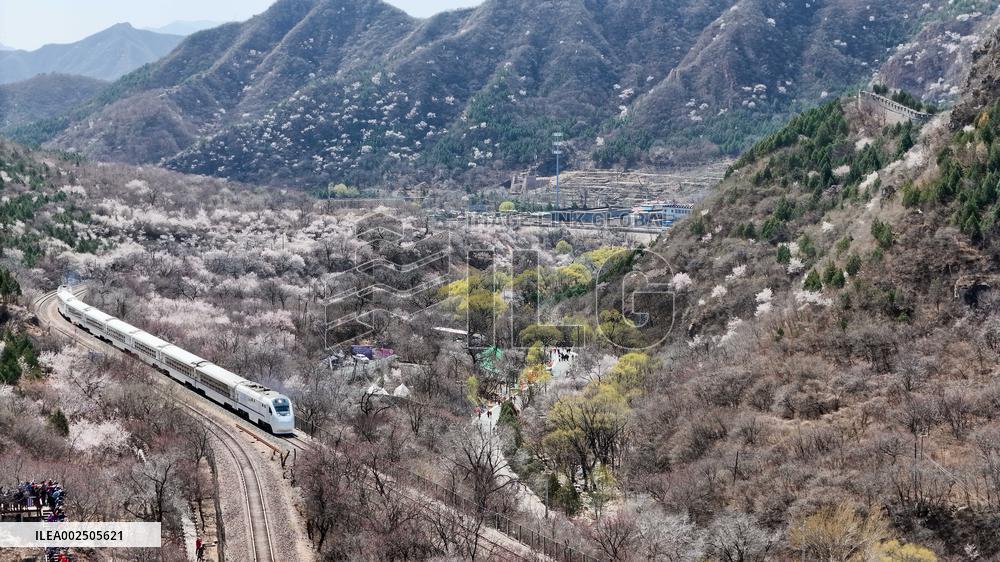 CHINA-BEIJING-SPRING-BLOOMING FLOWERS-TRAIN (CN)