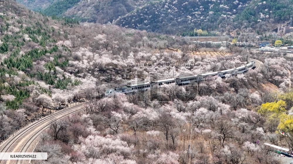 CHINA-BEIJING-SPRING-BLOOMING FLOWERS-TRAIN (CN)
