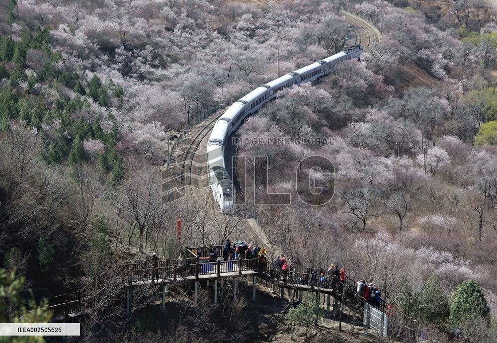CHINA-BEIJING-SPRING-BLOOMING FLOWERS-TRAIN (CN)