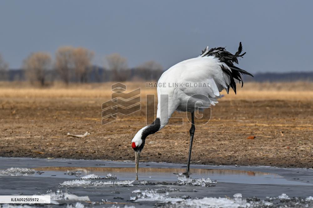 CHINA-HEILONGJIANG-RED-CROWNED CRANES (CN)