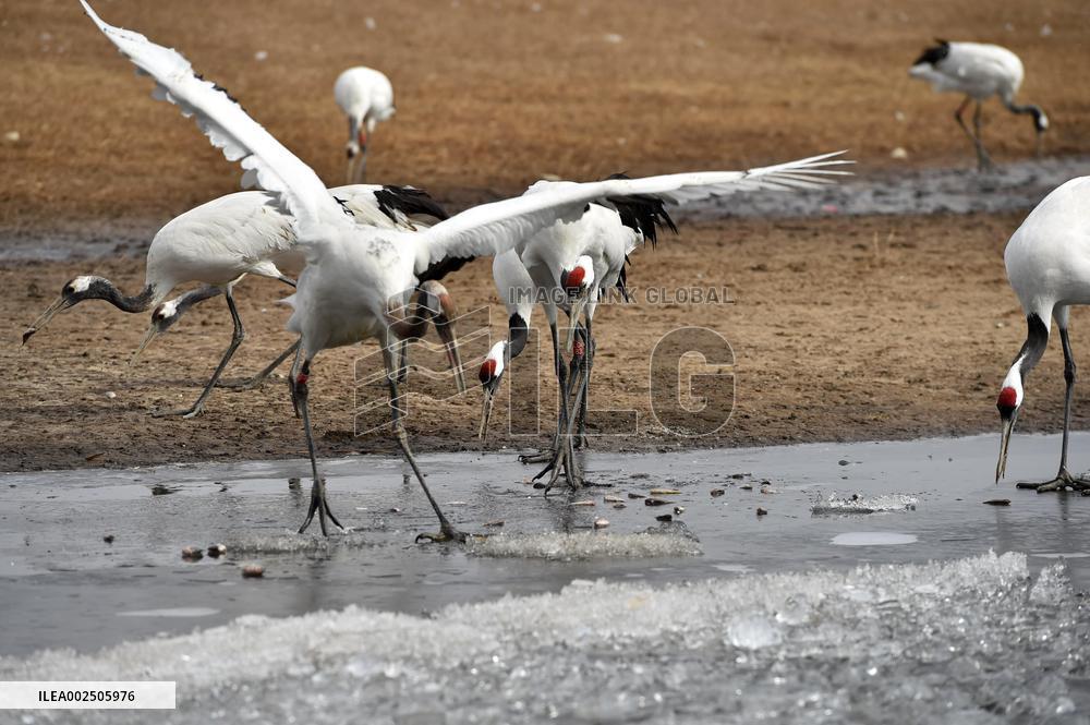 CHINA-HEILONGJIANG-RED-CROWNED CRANES (CN)
