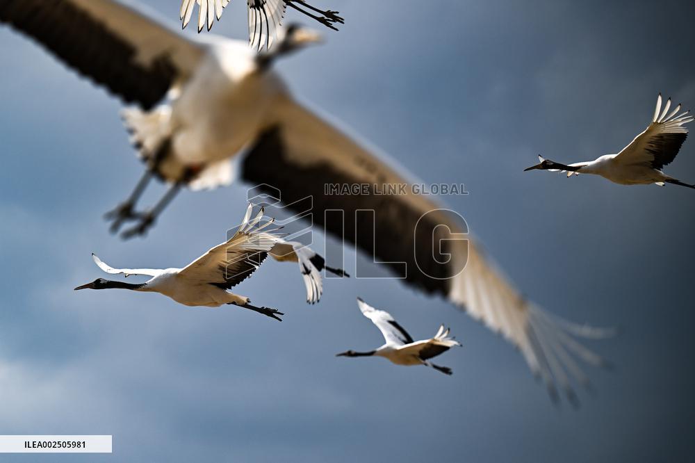 CHINA-HEILONGJIANG-RED-CROWNED CRANES (CN)