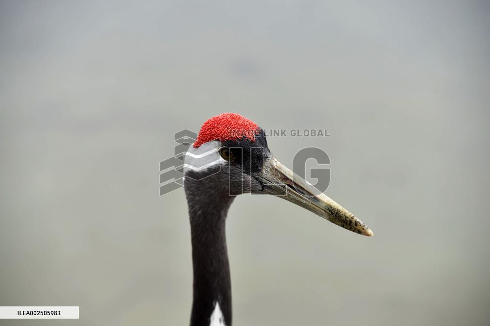 CHINA-HEILONGJIANG-RED-CROWNED CRANES (CN)