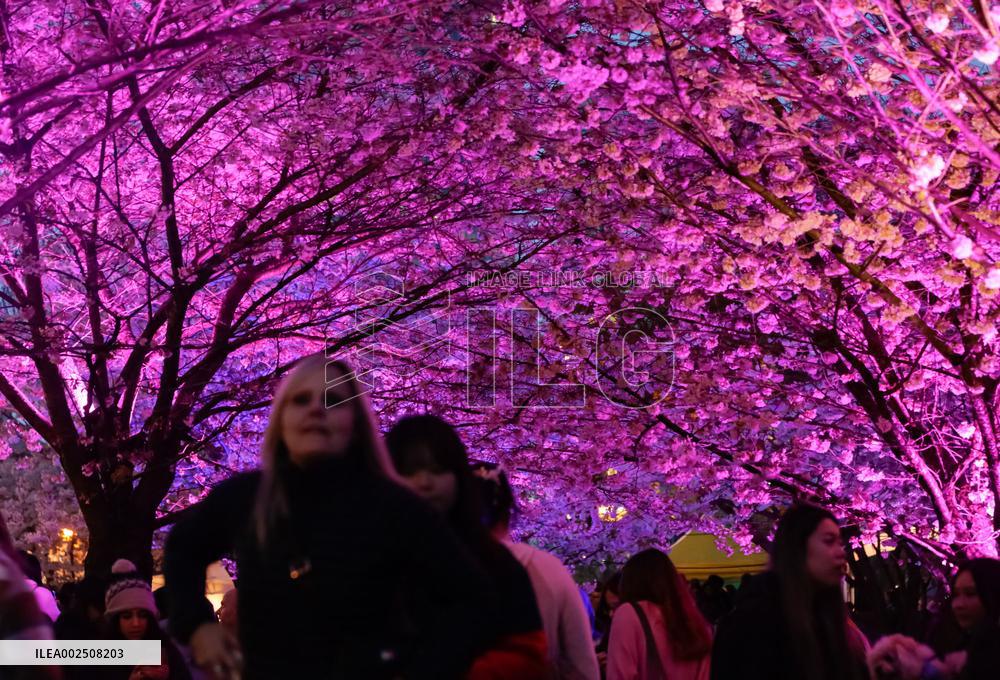 CANADA-VANCOUVER-CHERRY BLOSSOMS
