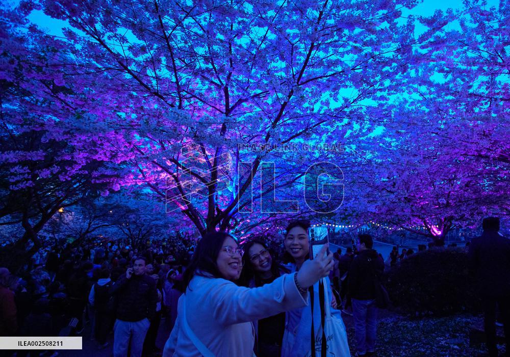 CANADA-VANCOUVER-CHERRY BLOSSOMS