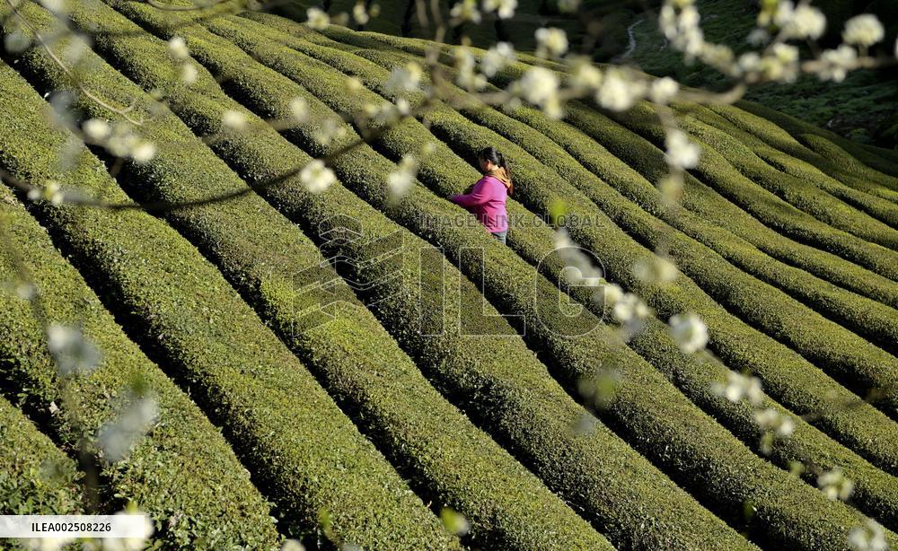 #CHINA-HUBEI-HEFENG-TEA-HARVEST (CN)