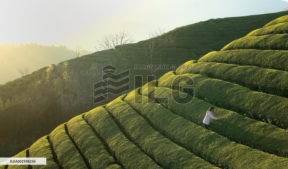 #CHINA-HUBEI-HEFENG-TEA-HARVEST (CN)