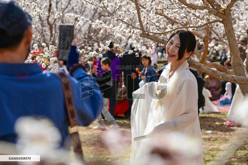 CHINA-XINJIANG-KUQA-APRICOT BLOSSOM-FESTIVAL (CN)