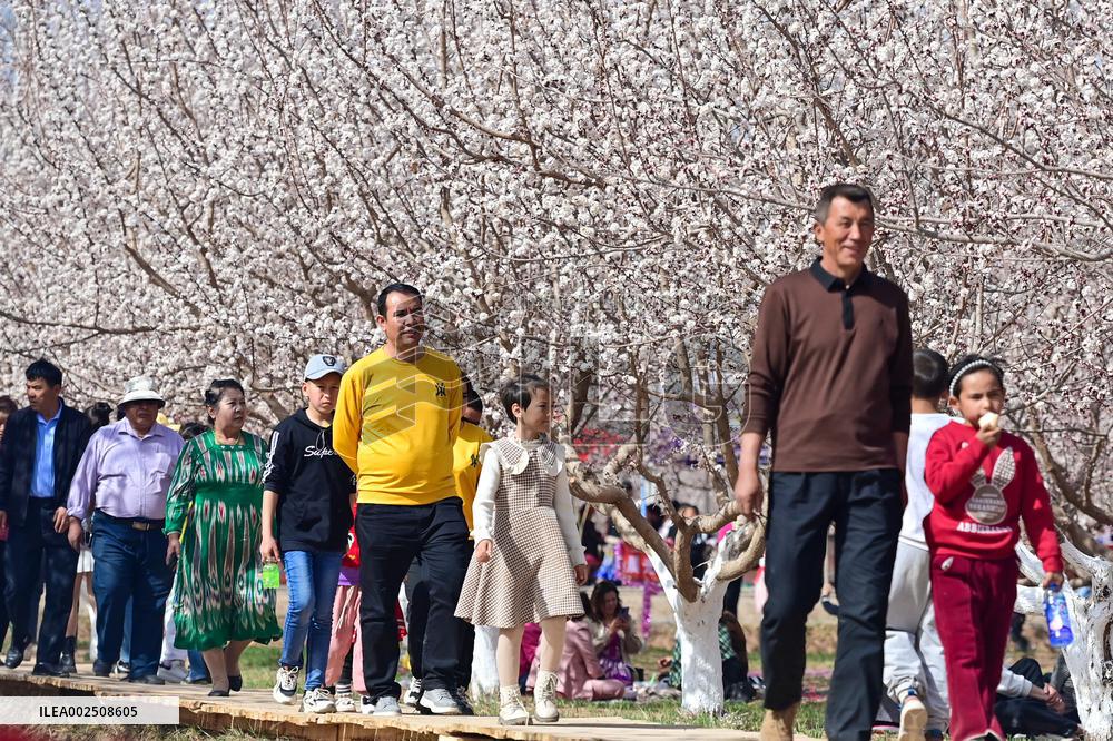 CHINA-XINJIANG-KUQA-APRICOT BLOSSOM-FESTIVAL (CN)