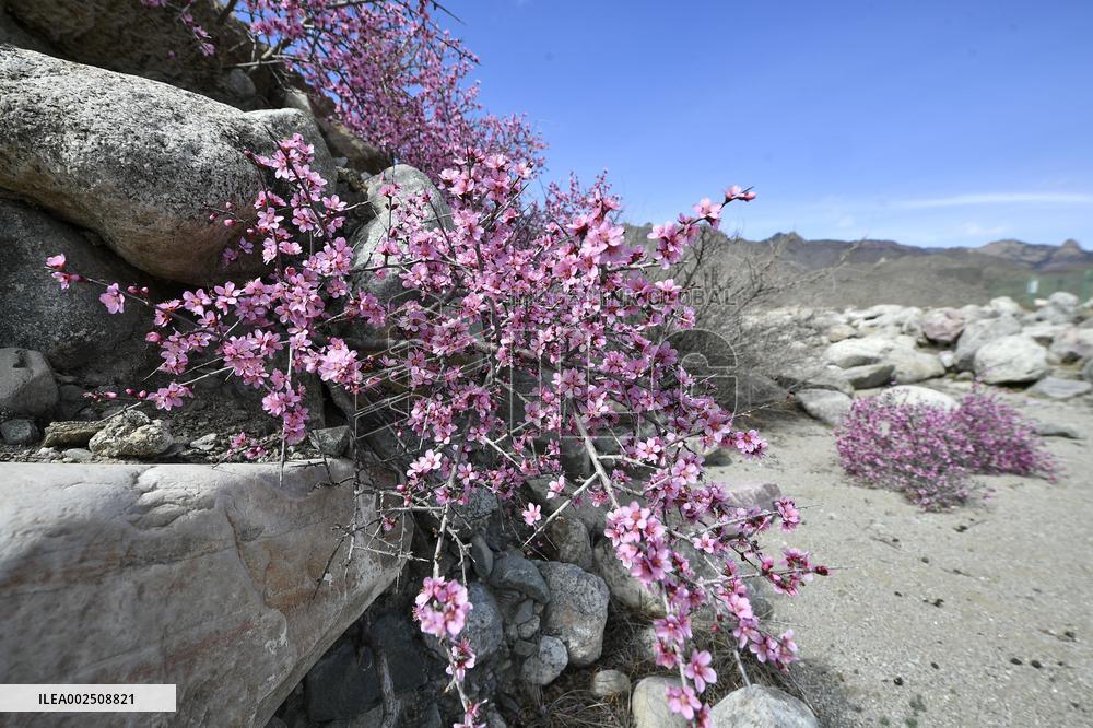 CHINA-NINGXIA-HELAN MOUNTAIN-MONGOLIAN ALMOND-BLOSSOMS (CN)