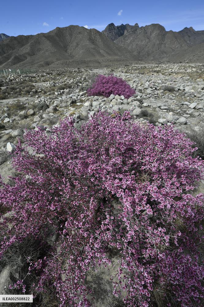 CHINA-NINGXIA-HELAN MOUNTAIN-MONGOLIAN ALMOND-BLOSSOMS (CN)