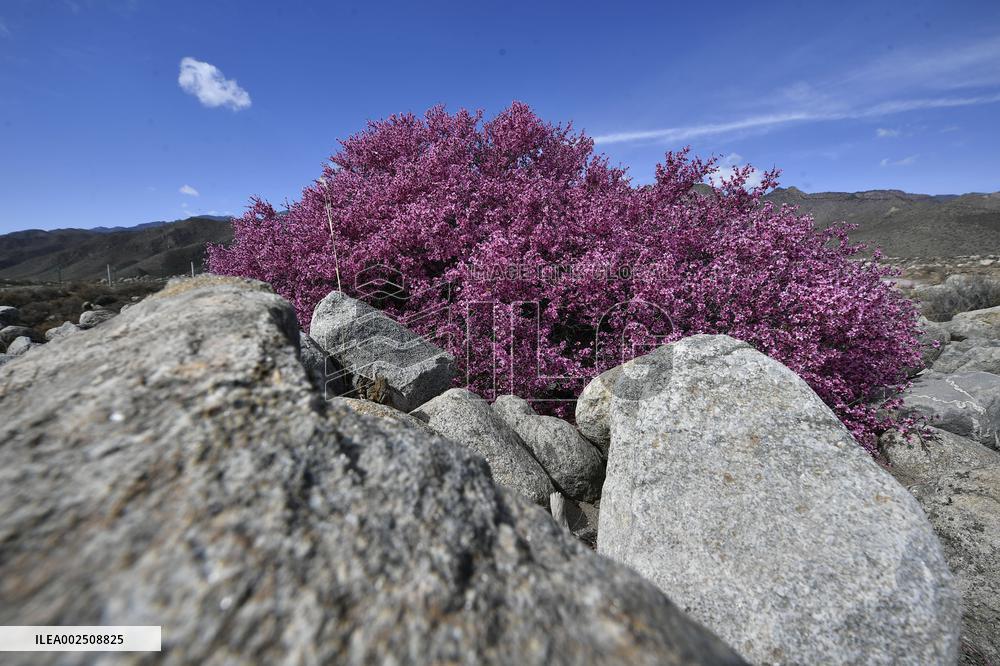 CHINA-NINGXIA-HELAN MOUNTAIN-MONGOLIAN ALMOND-BLOSSOMS (CN)