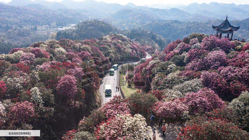 CHINA-GUIZHOU-BIJIE-SPRING SCENERY (CN)