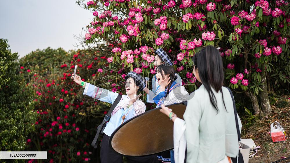 CHINA-GUIZHOU-BIJIE-SPRING SCENERY (CN)