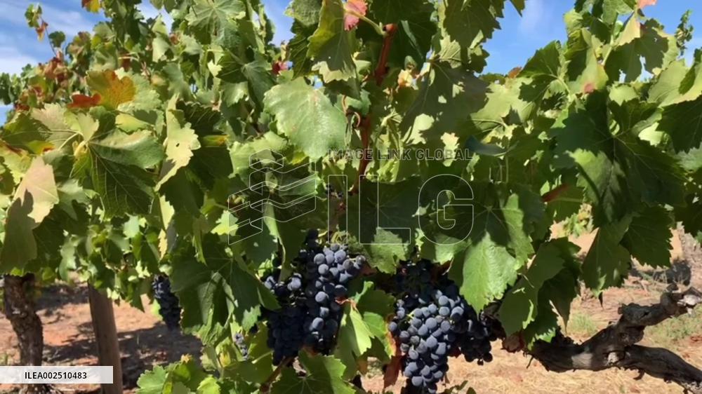 Australian winemakers excited about re-entry of bottled wine into Chinese market