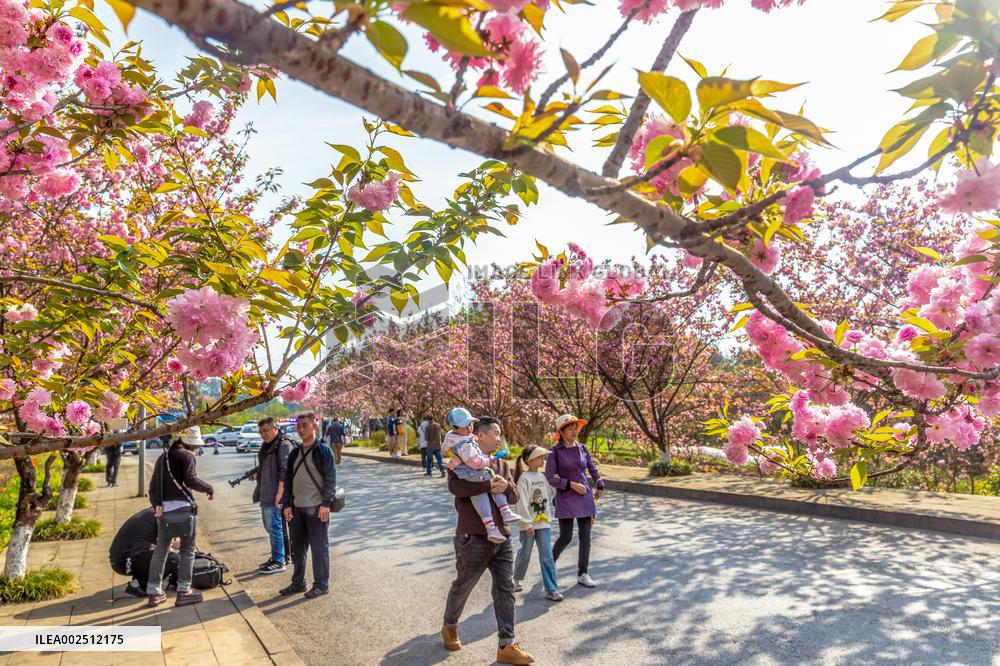 #CHINA-SPRING-FLOWERS (CN)