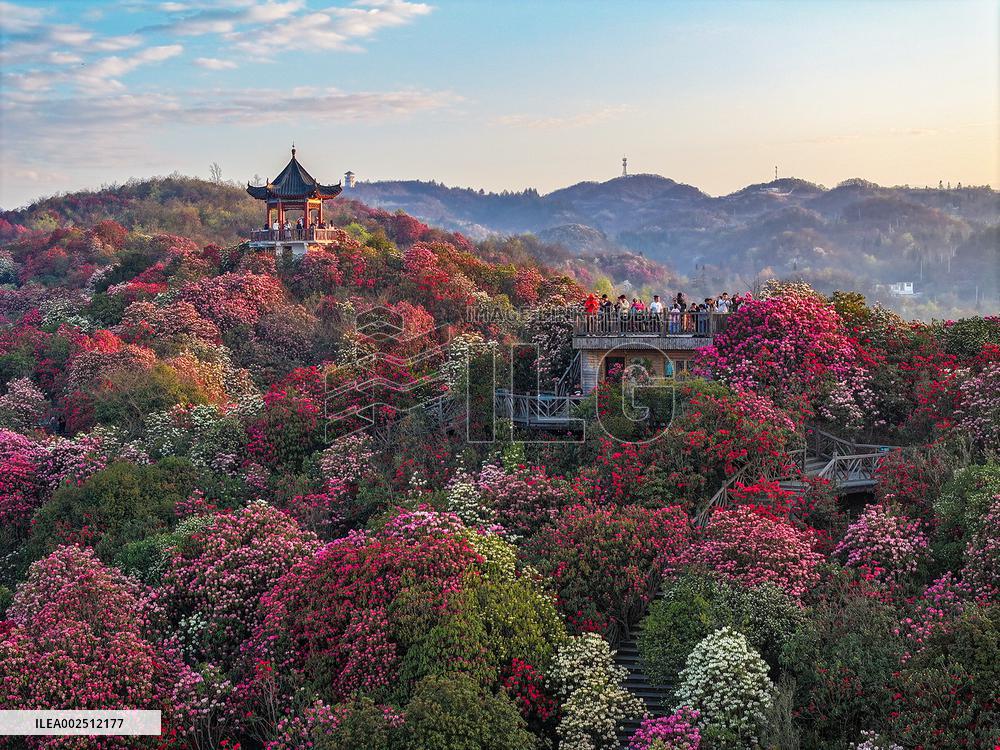 #CHINA-SPRING-FLOWERS (CN)