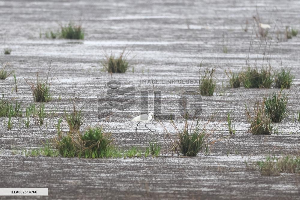 CHINA-SHANGHAI-WETLAND-BIRDS