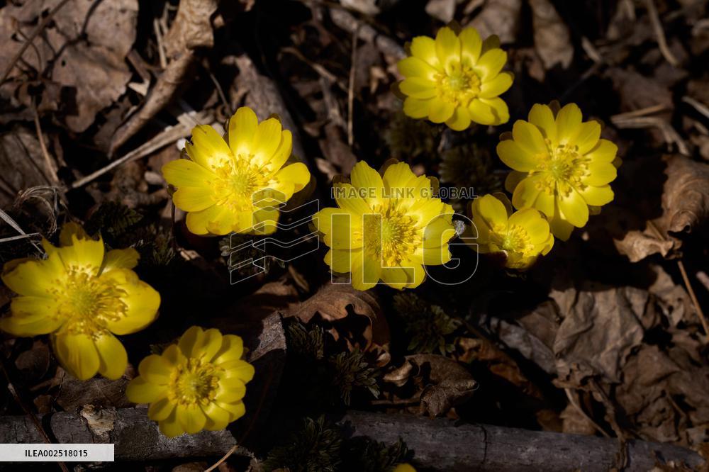 RUSSIA-VLADIVOSTOK-ADONIS AMURENSIS