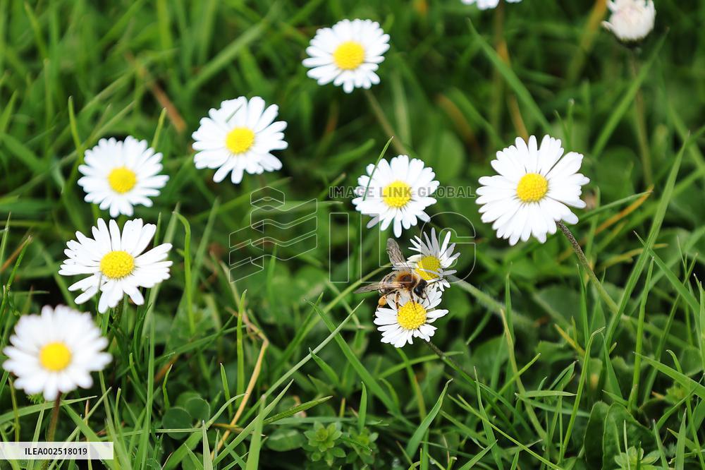 BELGIUM-BRUSSELS-FLOWERS