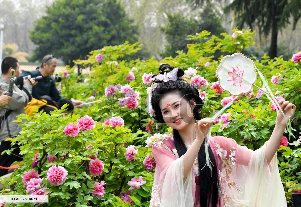 CHINA-HENAN-LUOYANG-PEONY (CN)