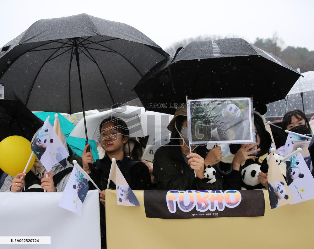 SOUTH KOREA-YONGIN-GIANT PANDA-FU BAO-FAREWELL
