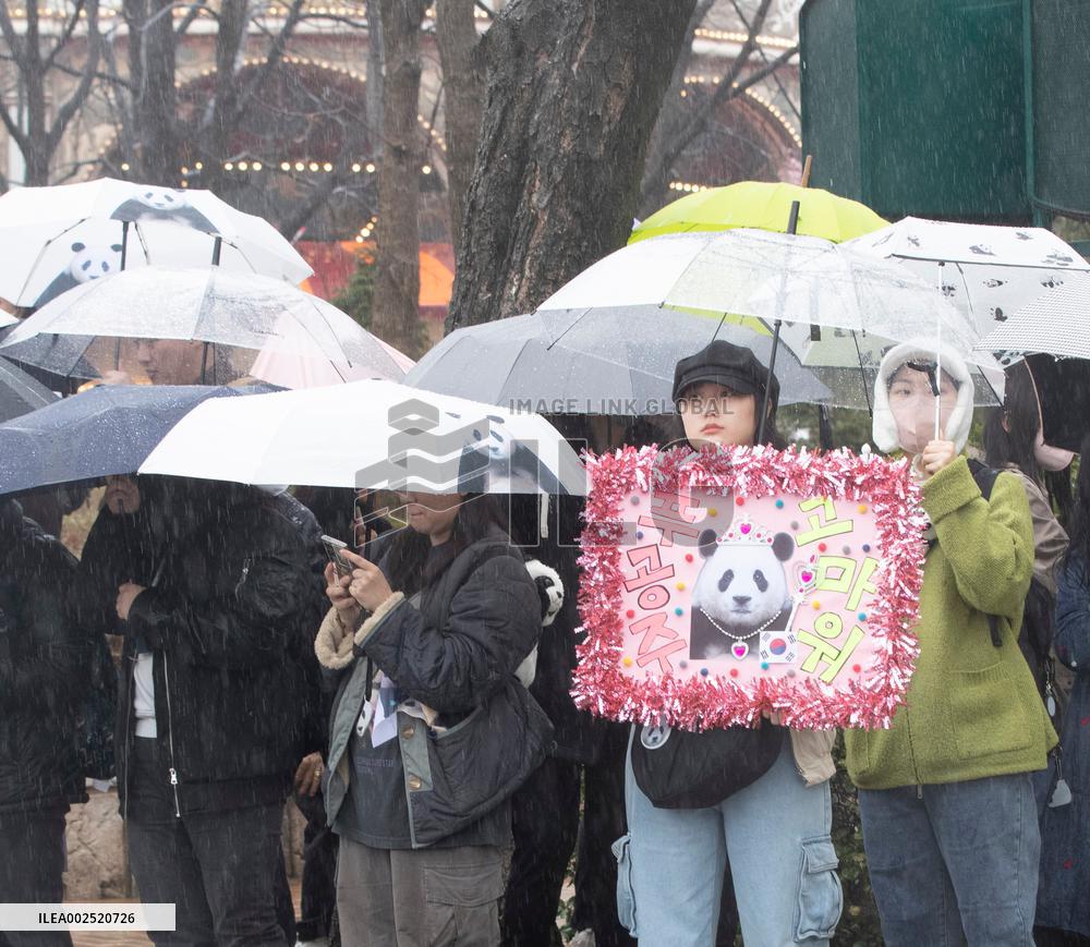 SOUTH KOREA-YONGIN-GIANT PANDA-FU BAO-FAREWELL