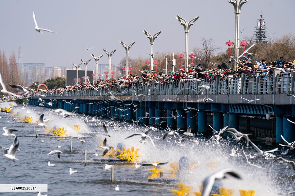 Xinhua Headlines: Migratory birds, hospitable Chinese paint picture of human-nature harmony