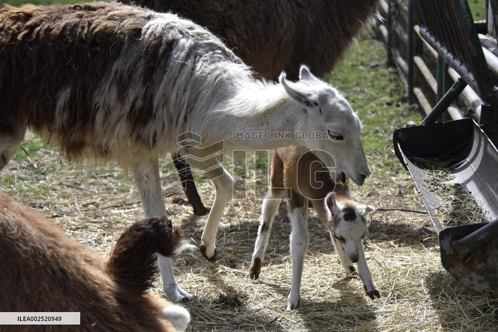 Spring in Podilskyi Zoo