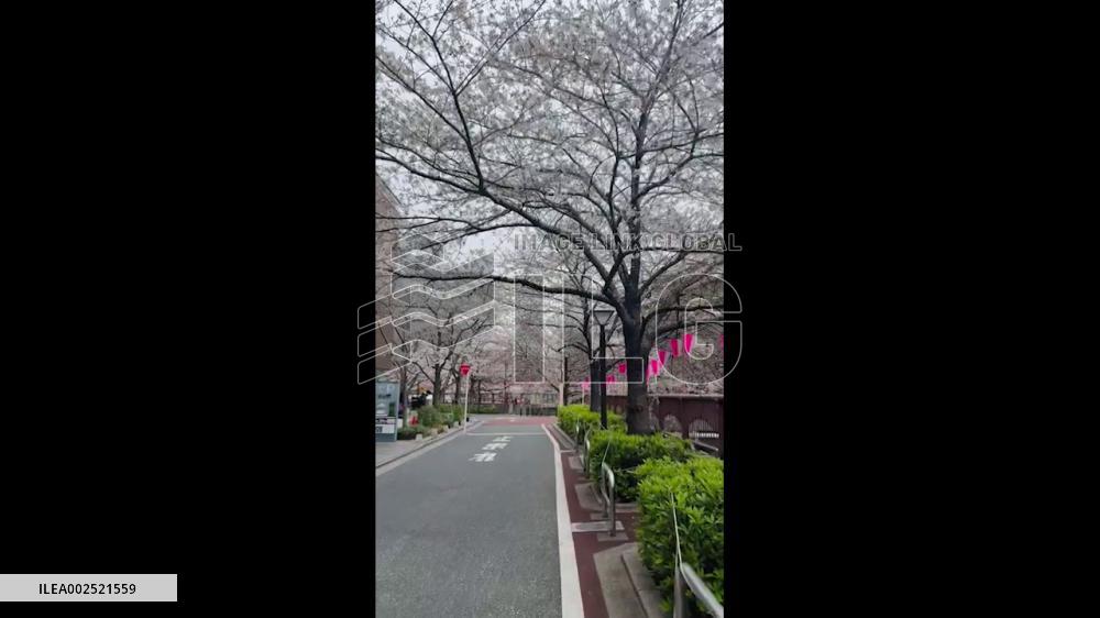 Japan: Cherry Blossoms Begin To Douse Tokyo In Pink 3